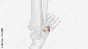 In the human body, the cuboid bone is one of the seven tarsal bones of the foot. Cuboid bone