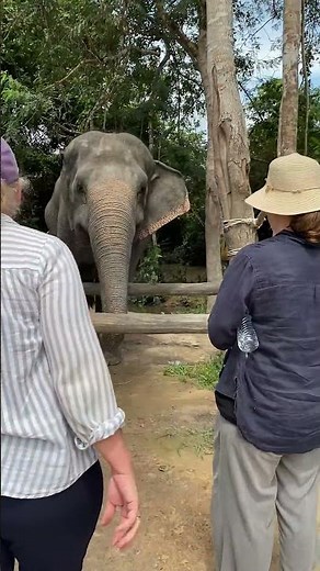 The Secret Life of Asian Elephants | Why These Gentle Giants Are the Heart of Our Ecosystem