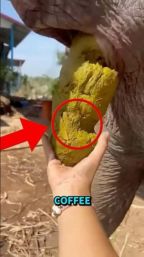 This Disgusting Animal Process Makes the World’s Most Expensive Drink! 🤮😮
