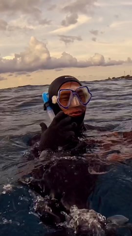 Spearfishing taco with the locals in Gili T #spearfishing #fishing #octopus