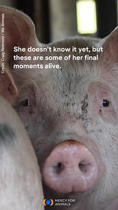 As young as six weeks old, chickens, pigs, cows, and other animals are crammed into trucks and sent to slaughter. This grueling journey will be some of their final moments alive. #MercyForAnimals #SheDoesntKnow #Vegan #PlantBased #AnimalTransport #TransportTruck #GoVegan | Mercy For Animals