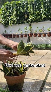 Bird nest snake plant | voiceover 🎙️ #jishnuuthaman #snakeplant #birdnestsnakeplant #sanseveria #plants #garden #gardeninspiration | Jishnu Uthaman