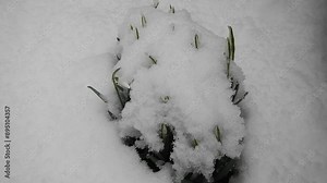 Bush of flowers Common snowdrop, Galanthus covered with snow during wet snowfall on coming spring season on winter weather - close-up shot. Topics: flora, nature, weather, climete, blooming Stock Video