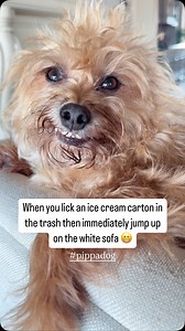 Yea, so? #notmyproblem #sorrynotsorry #pippadog #threeleggeddog | Jeanie & Pippa; Two 3-Legged Dogs