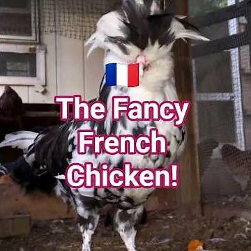 The Fancy French Chicken with 5 Toes?! 🐔🇫🇷 | Houdan Explained