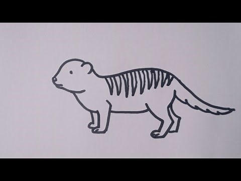 Mongoose drawing /How to draw a Mongoose / easy step by step / Animal drawing