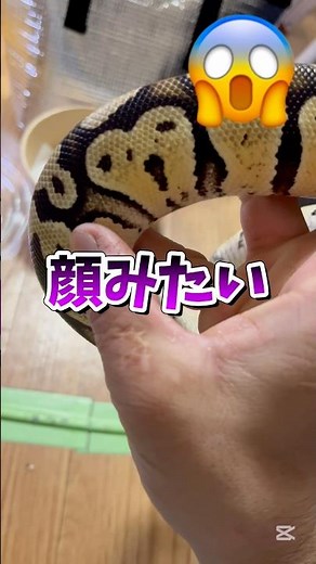 2024エキゾチックレプタイルエキスポでお迎え🐍 #ボールパイソン #エキゾチックアニマル #爬虫類