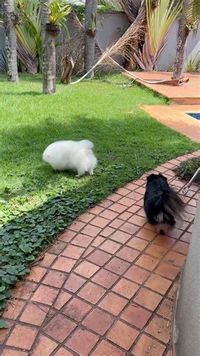 Lulu Pomerania dog song cat song cute dog puppy dog songs cat songs cats songs music funny dogs pets