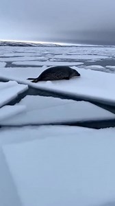 The ice decides who escapes. Not the predator. #FrozenWorld #WildlifeShorts #NatureDocumentary #OceanLife | Orca Chronicles