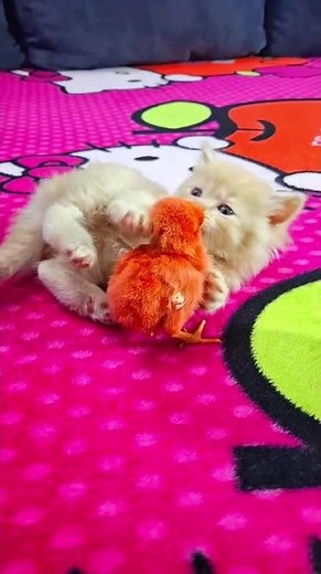 What's the BEST Way to Play with a Kitten