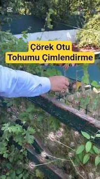 How to Germinate Nigella Seeds?