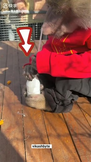 Monkey Trick Leaves Crowd Speechless 😲 ! #shorts