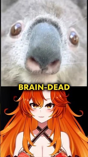 Why Koalas are Actually the Dumbest Animals