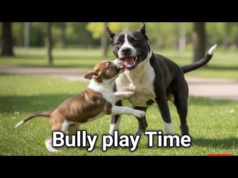 🐶 Bully Play Time | Cute Bully Puppies Having Fun Together 😍