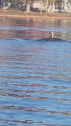 Dwayne Smith on Reels