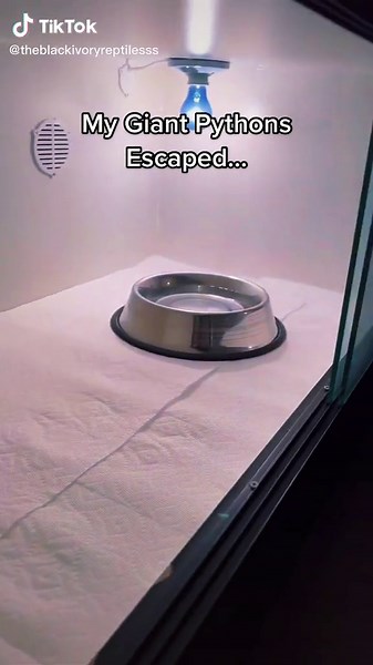 Smart Burmese Pythons: Keeping Them Safe and Happy