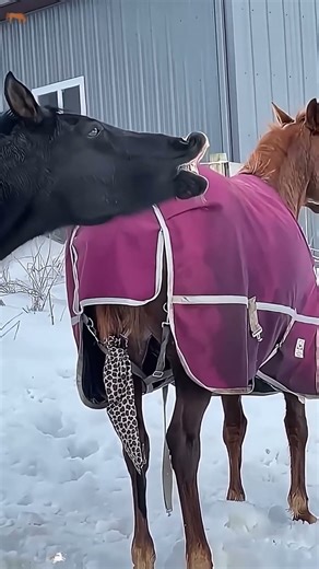 Funny Horse Compilation 2025 1 #shorts #animals #horse #pets #funny