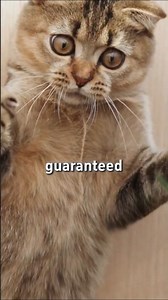 "Is Your Cat Secretly Stressed? 5 Signs You’re Missing in 2026 #cat #viral #anxiety