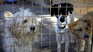 Κύπρος: Δραματική αύξηση εγκαταλείψεων σκύλων- Γέμισαν τα καταφύγια