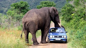 How do elephants sleep? | Videos