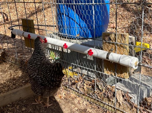 Circulating Automatic Water System for Poultry | DIY Plans PDF – Interactive Materials List – Printable Digital Download - Freeze Resistant - Etsy