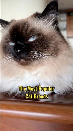 The Most Popular Cat Breeds