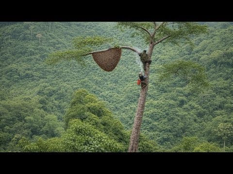 Traditional Wild Honey Hunting Techniques Deep Inside the Jungle