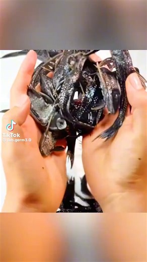 Awesome new lab germ video