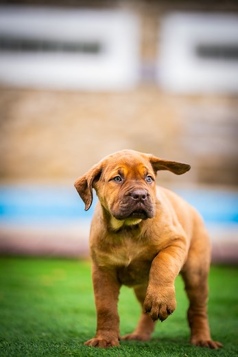 Boerboel Puppies for Sale | South African Mastiff Breeder