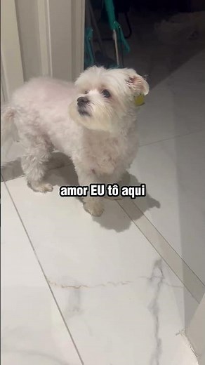 Guiado pela voz: cãozinho cego faz festa ao ouvir a dona chegando em casa! 🐶🥰