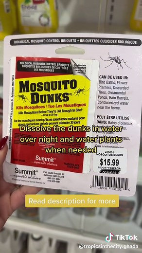 Control Fungus Gnats with Mosquito Dunks