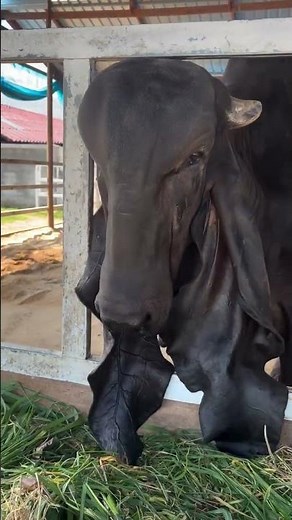 The Most Majestic Black Brahman Cow You’ll See Today! 🖤🐮 #cow #farming #shortsfeed #cattlefarming