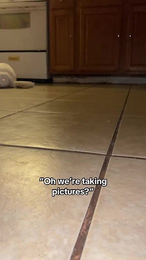 I can’t put a camera to her bc she gets all excited i have to start off across the room 😂😂 & this was her when she saw me #bunniesoftiktok #bunny #fypシ #freeroambunny