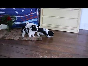 Shichon Puppies for Sale