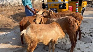 4.3K views · 98 reactions | పెద్ద పొట్టేళ్ల మార్కెట్ కలికిరి అన్నమయ్య dt  #lkschanal #marketing #goats #bulls #sheepshead #GOAT #sheep | Lks Chanal | Facebook