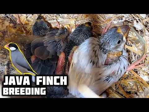 Java Finch Birds Breeding Successful & Chicks Growing Very Fast - Imran's World