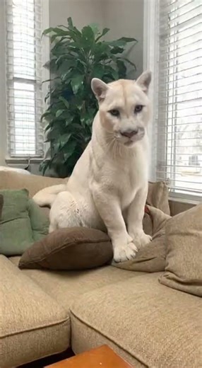 White Mountain Lion Enters A House | Shocking Wildlife Moment