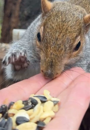 Understanding Squirrel Kisses vs. Bites