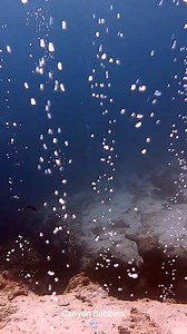 Amazing canyon bubbles 🫧🤿📸 One of the best dives in Dahab 🔥 #underwaterworld #scubadiving #bubbles #canyon #dahab | Scuba Diving Holidays