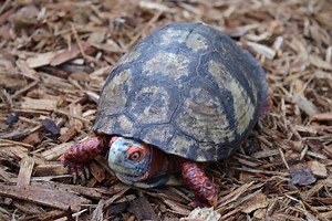 The Memphis Zoo recently partnered with U.S. Fish and Wildlife Service and U.S. Border Protection to rescue 42 rare Mexican box turtles. These turtles were being illegally smuggled and were discovered when going through the Memphis port of entry. Read our latest Zoo News to learn more about the seizure and rehabilitation process! Link below. https://www.memphiszoo.org/blog/posts/memphis-zoo-and-partners-rescue-rare-turtles-at-memphis-port-of-entry | Memphis Zoo