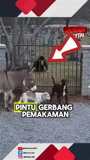hantu keluar dari tanah, menyerang anjing⁉️