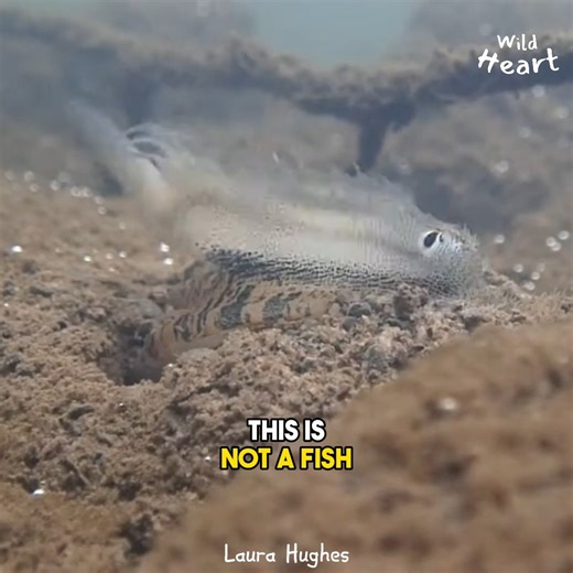 This is NOT A FISH! #mussel #bassfishing #lampsilis | Wild Heart