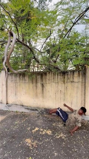 Suddenly seeing a snake swinging in the tree, he fell down #youtubeshorts