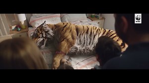 569K views · 15K reactions | We’ve lost 95% of wild tigers in the...