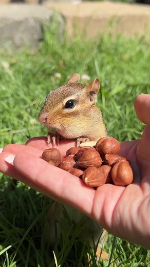 I say, you do #fyp #funny #animals #comedy #cute #chipmunk #charlie #comedyfilms #funnycomedy #wait #go #stop