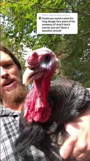 Explaining how a turkey snood works. ￼