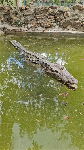 Feisty Crocodile! UMA CHAN AAYIN - Granja de Cocodrilos He's a rescue croc that was chasing people. Goal is to get him more chill so it's easier to care for him. | Wild Charles