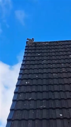 I heard the wildest commotion outside 🐿️ It was a squirrel going absolutely bonkers, making the most frantic, chattering noises I've ever heard. It sounded like it was having a full-on meltdown on the tree branches. Honestly, it was so loud and intense, I thought it was going to fall right out of its perch! 🌳 I peeked outside to see what the fuss was about, but it just kept up its dramatic performance. Maybe it was trying to warn everyone about something, or perhaps it just had a really bad da