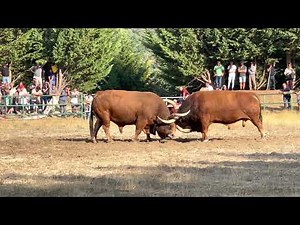 Chega de Bois, Portugal, Montealegre. (bullfight)