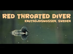 Red throated diver at Knuthöjdsmossen, Sweden. Bird photography trip.